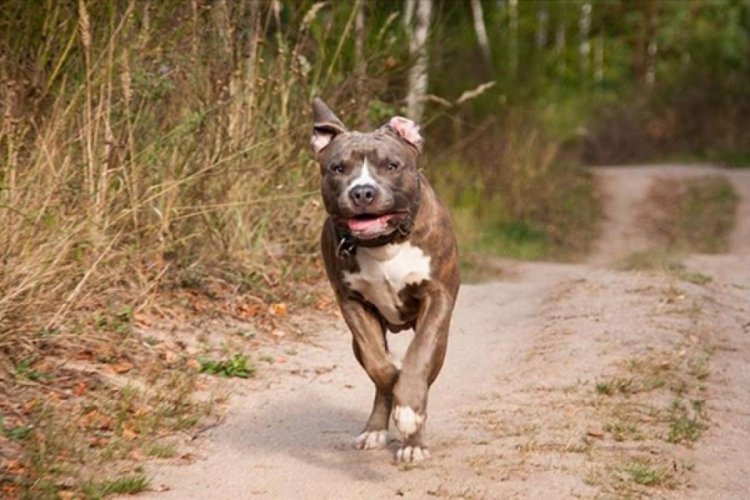 Sahipleri kayıt yaptırmak istemiyor! Yasaklı ırk k&ouml;pekler sokağa bırakılıyor