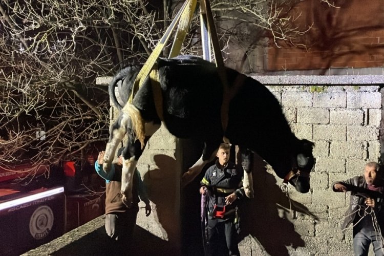Yaramaz tosun balkonda mahsur kaldı