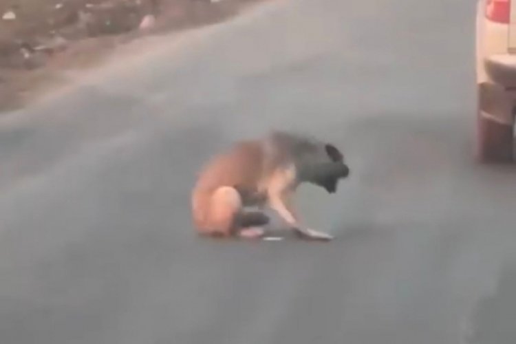 Cani s&uuml;r&uuml;c&uuml; silahla k&ouml;peği vurdu