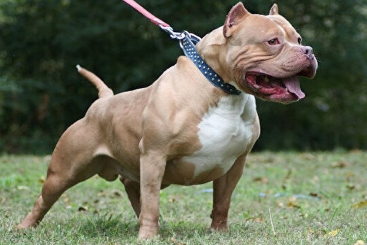 Yine pitbull vakası! Gaziantep'te bir kişi yaralandı