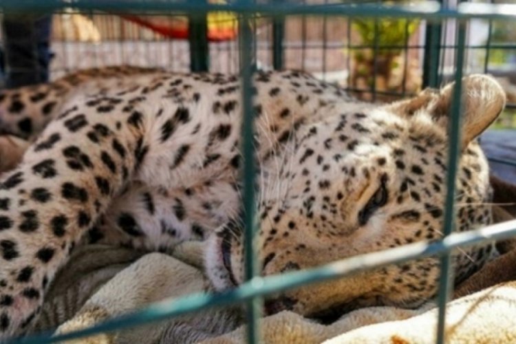 25 koyunu telef eden leopar yakalandı