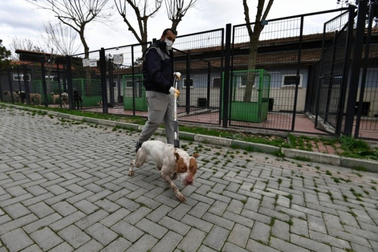 Bursa'da sahipsiz ve yasaklı k&ouml;pekler barınakta koruma altında