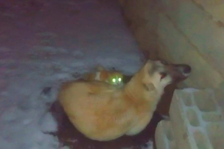 Kedi, dondurucu havada k&ouml;peğin yanından ayrılmadı