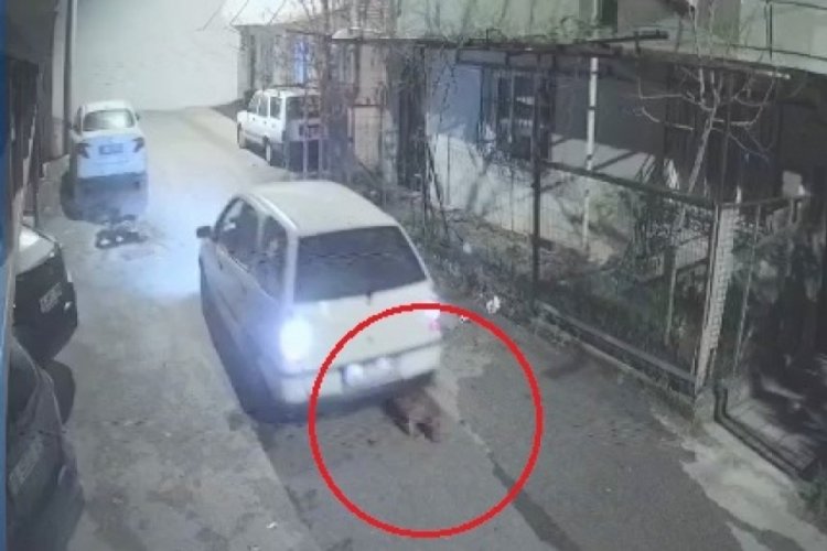 Bursa'da otomobilin &ccedil;arptığı 'Kakao' isimli k&ouml;peğin kurtuluşu kamerada