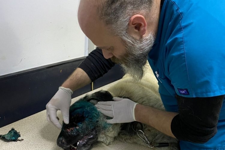 K&ouml;peğin y&uuml;z&uuml;nden 90 sa&ccedil;ma &ccedil;ıktı,