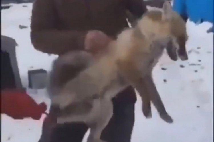 Ardahan'da tilkiye yapılan eziyetin g&ouml;r&uuml;nt&uuml;leri tepki &ccedil;ekti