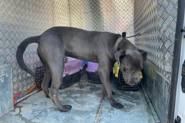 Sivas'ta esnafın yakaladığı pitbull barınağa g&ouml;t&uuml;r&uuml;ld&uuml;