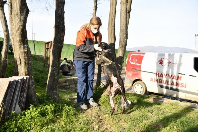 Samsun'da "Yasaklı ırk" k&ouml;pekleri terk edenler 30 bin TL &ouml;deyecek