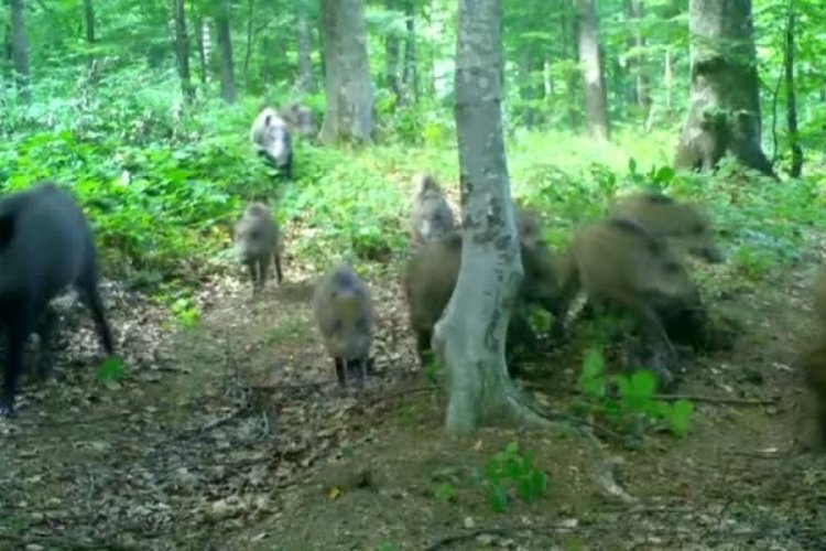 Bursa'daki yaban hayatı fotokapana yansıdı