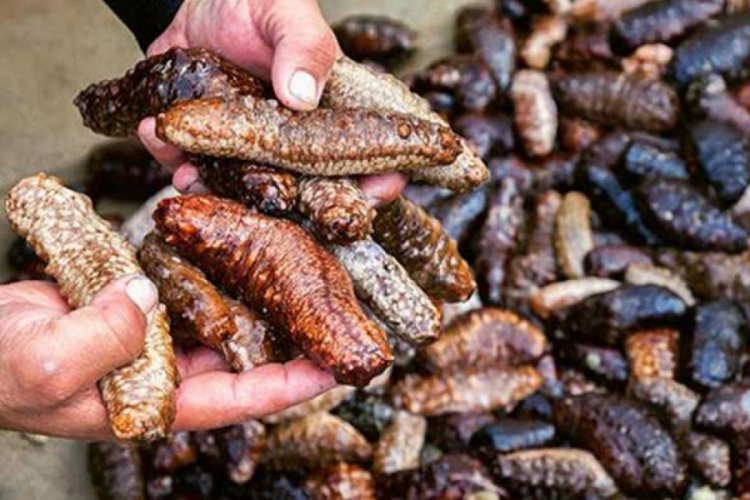 İzmir'de ka&ccedil;ak deniz patlıcanı ele ge&ccedil;irildi! Tam 150 kilo