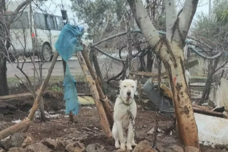 Kahramanmaraş'ta pitbull k&ouml;peğin sahibine para cezası