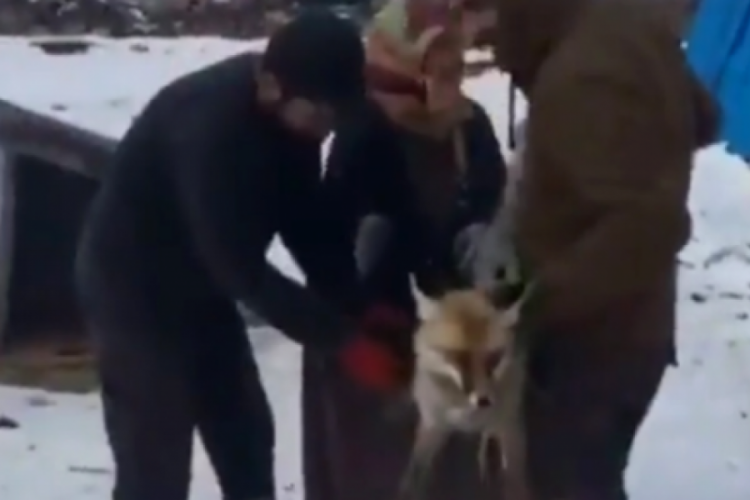 Tilkiye eziyetin bedeli  26 bin 764 lira