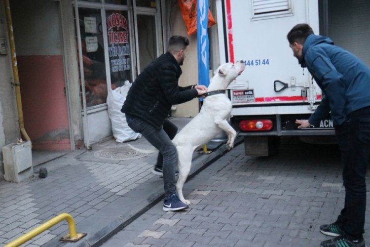 Kavga ettikleri şahsın &uuml;zerine pitbull saldılar: 3 yaralı