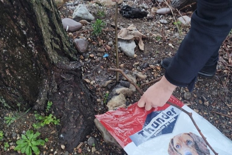Boğularak &ouml;ld&uuml;r&uuml;len kedi deniz kenarına atıldı