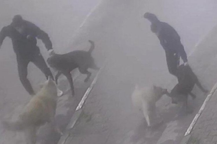Sakarya'da k&ouml;peğine saldıran sokak k&ouml;peğini bı&ccedil;akladı!