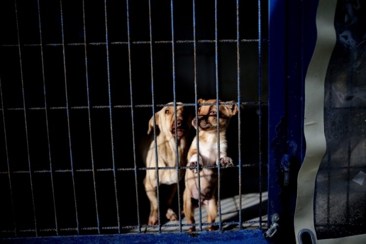 Bursa'da yasak k&ouml;pek ırkları i&ccedil;in &ouml;nemli gelişme!