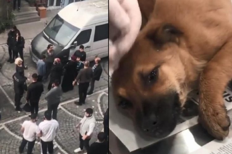 İstanbul Fatih'te yavru k&ouml;peğe tecav&uuml;z etti!