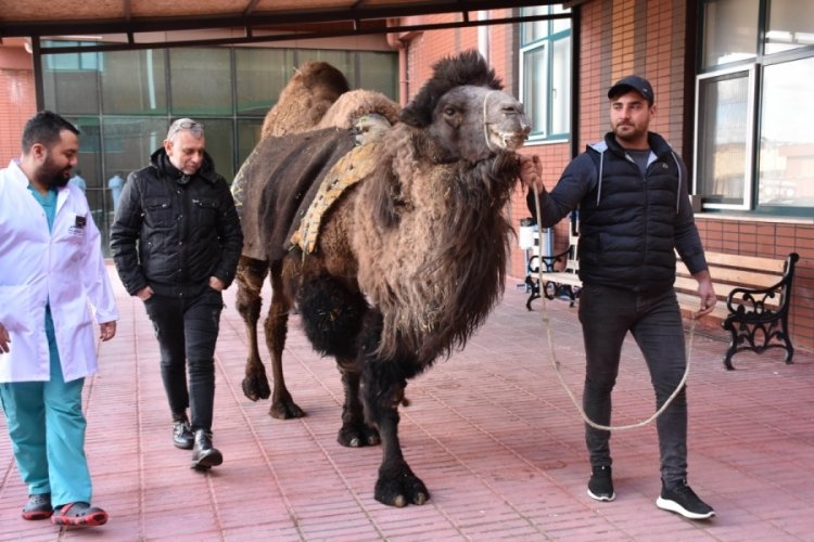 Burdur'da deveye katarakt ameliyatı yapıldı
