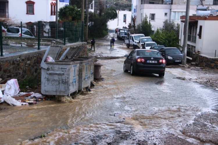 Bodrum'da sel faciası, evleri su bastı, sokak hayvanları boğuldu