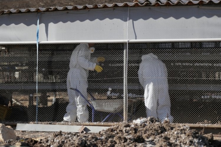 İsrail'de kuş gribi vakaları artıyor