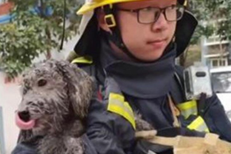 &Ccedil;in'de alevlerden ka&ccedil;ıp balkona sığınan k&ouml;peği itfaiye kurtardı