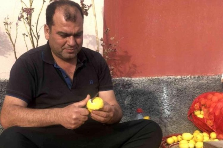 Limonun kabuğu kendisinden daha değerli! Kilosu...