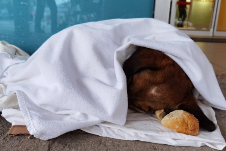 Bursa'da &uuml;ş&uuml;yerek Acil Servis &ouml;n&uuml;ne sığınan k&ouml;peğe sağlık&ccedil;ılardan şefkat...