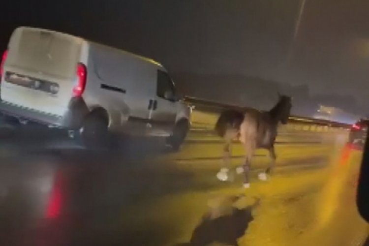 İstanbul'da otoyolda koşan atı g&ouml;ren s&uuml;r&uuml;c&uuml; hem g&ouml;r&uuml;nt&uuml;ledi hem anlattı