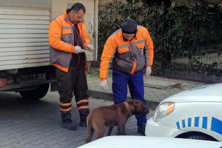 Kırklareli L&uuml;leburgaz'da başıboş dolaşan pitbull yakalandı