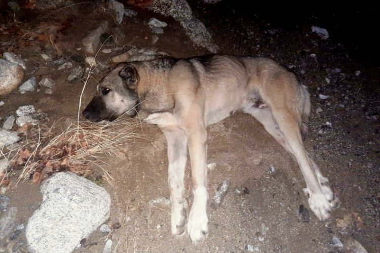 Manisa'da sokak k&ouml;peğini av t&uuml;feği ile vuran kişiye para cezası
