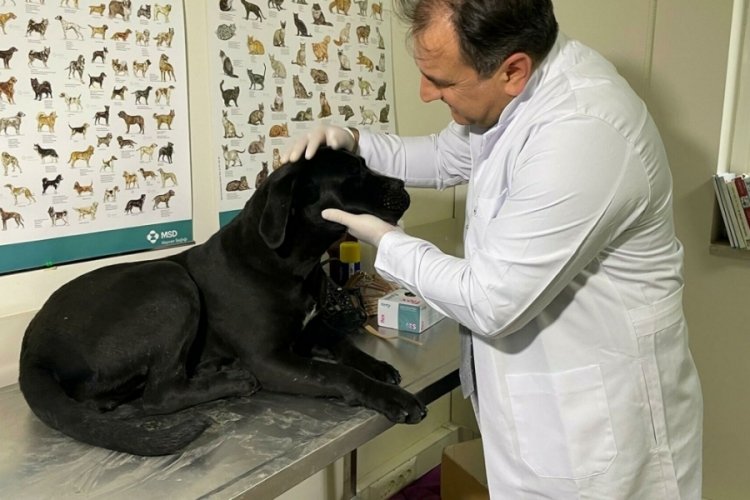 Altı k&ouml;pek cinsinin kayıt altına alınması i&ccedil;in yarın son g&uuml;n!