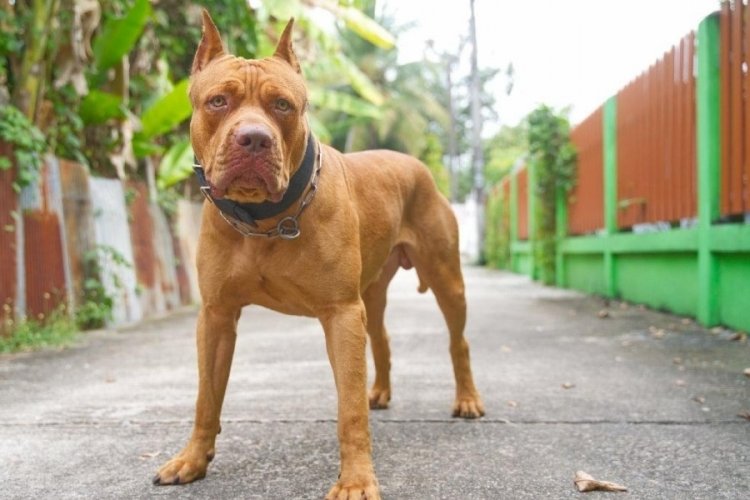 T&uuml;rkiye genelinde tehlike arz eden k&ouml;pekler kayıt altına alındı