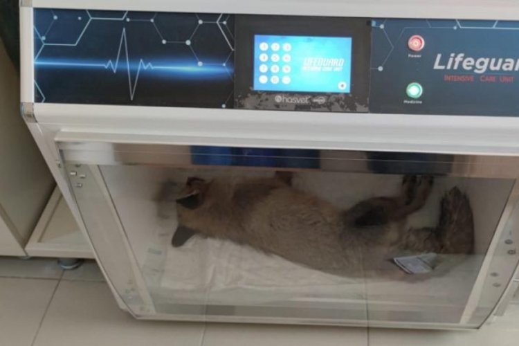 Jandarma ekiplerinin donmak &uuml;zereyken bulduğu tilki tedaviye alındı