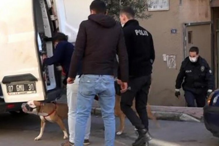 2 pitbull, kadına saldırdı