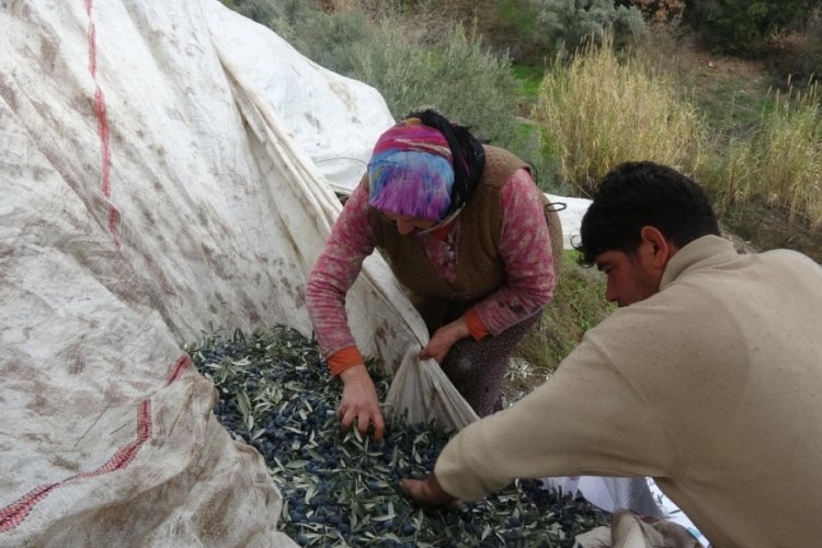 Aydın'da tıp tarihine ge&ccedil;en &ccedil;ift&ccedil;i, artık zeytin &ccedil;ırpma makinesi kullanıyor