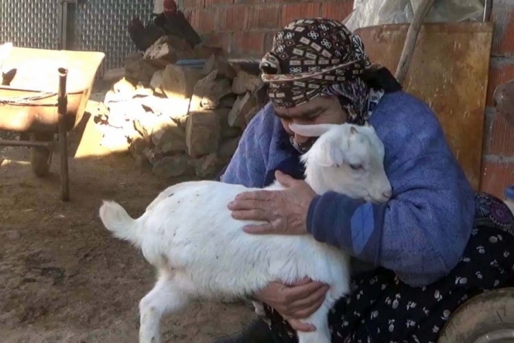 &Ccedil;anakkale'de 3 bacaklı doğan oğlak yaşama tutundu