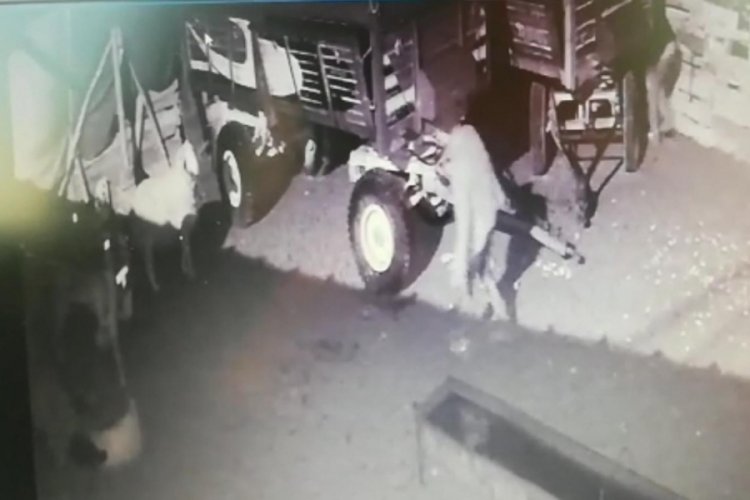 Eskişehir'de ağıldan koyun hırsızlığı