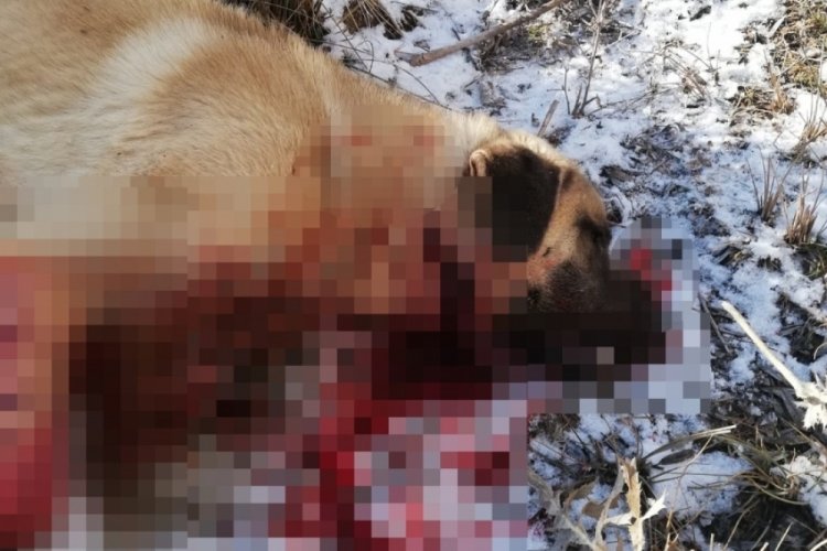 Sivas'ta k&ouml;peğinin canice &ouml;ld&uuml;r&uuml;ld&uuml;ğ&uuml; konuyu yargıya taşıdı