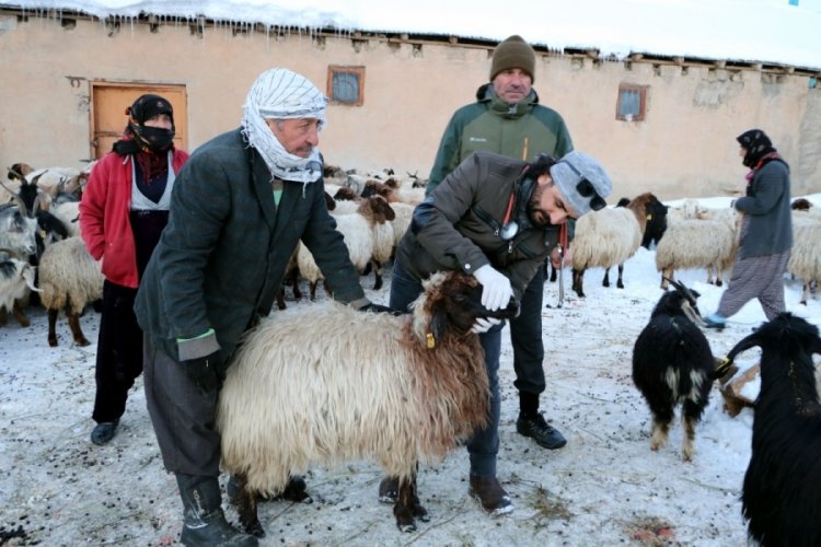 Hakkari'de bir haftada 26 koyunu &ouml;ld&uuml;; nedeni araştırılıyor