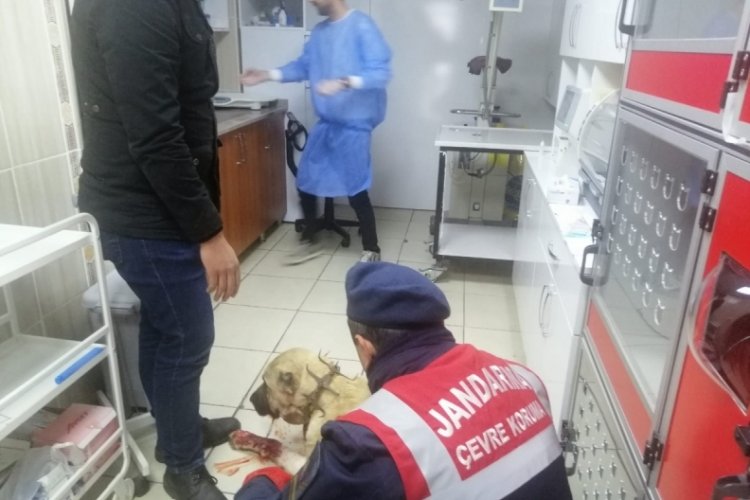 Tokat'ta kendisine havladı diye k&ouml;peği t&uuml;fekle vurdu&nbsp;