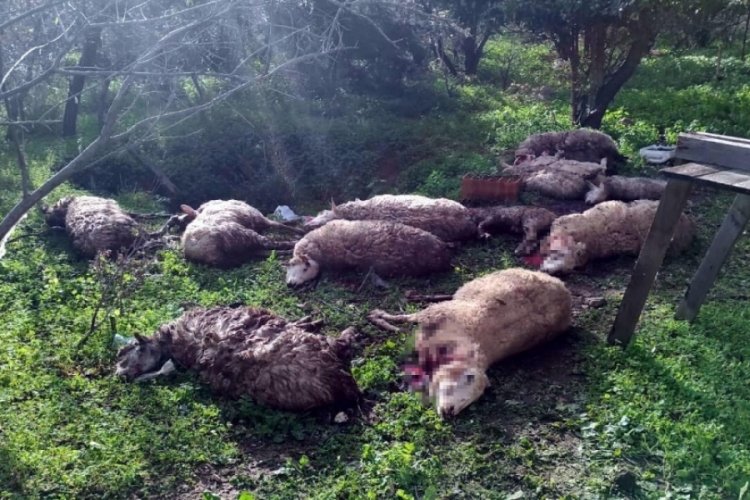 Koyunlarını par&ccedil;alanmış olarak bulunca 2 k&ouml;peği &ouml;ld&uuml;rd&uuml;