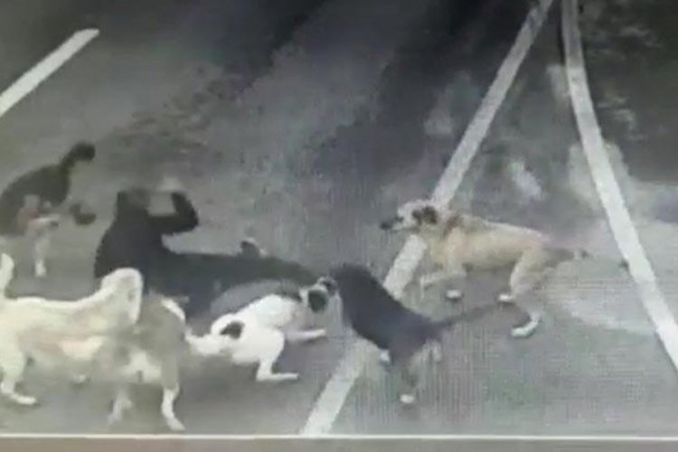 6 k&ouml;pek yoldan ge&ccedil;en adama saldırdı