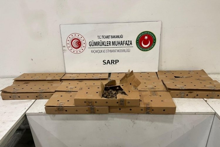 Artvin'de Sarp Sınır Kapısı'nda 5 bin su kaplumbağası ele ge&ccedil;irildi