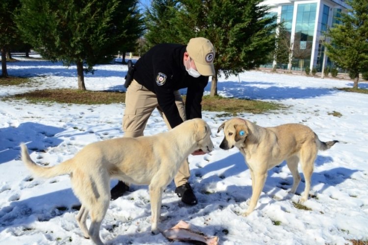HAYDİ ekipleri sokaktaki canları unutmadı
