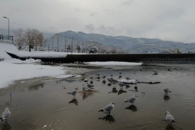 Bursa'da buz tutan derede martıların kar banyosu