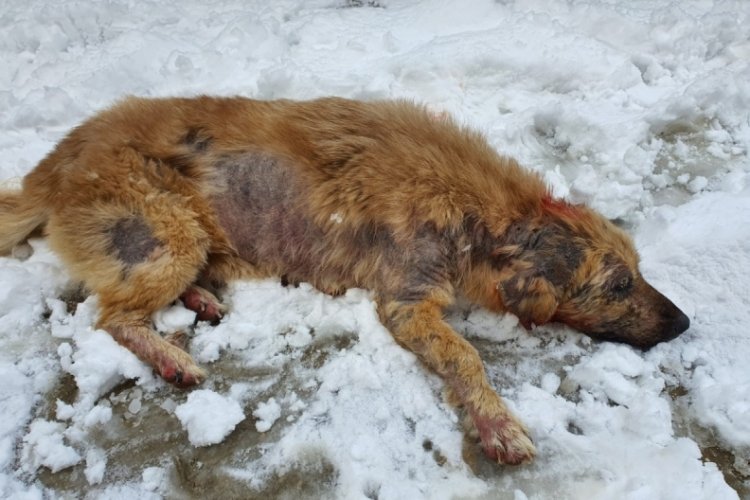 Bursa'da yaralı k&ouml;pek i&ccedil;in seferber olundu