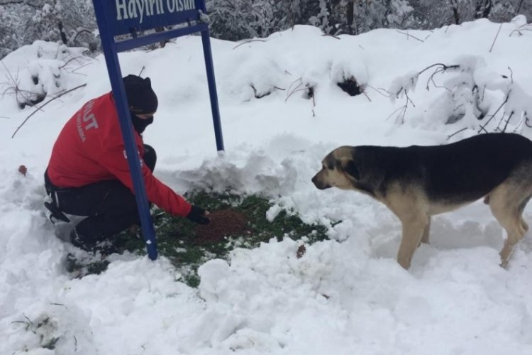 Sokak hayvanlarının imdadına AKUT yetişti