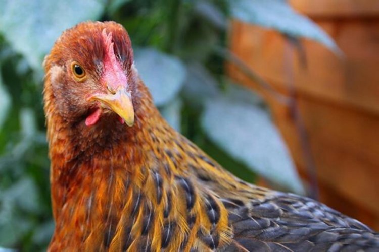 Avrupa'da en k&ouml;t&uuml; kuş gribi salgını: Hollanda'da 200 binden fazla tavuk...