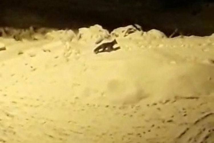 Bursa'da şehir merkezine a&ccedil; kalan tilkiler indi