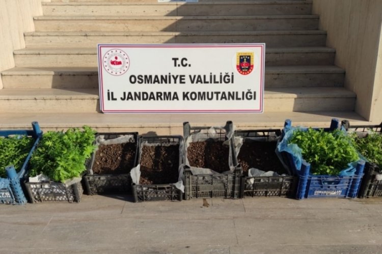 Osmaniye'de seraya d&ouml;n&uuml;şt&uuml;r&uuml;len evde binlerce kenevir fidesi ele ge&ccedil;ti